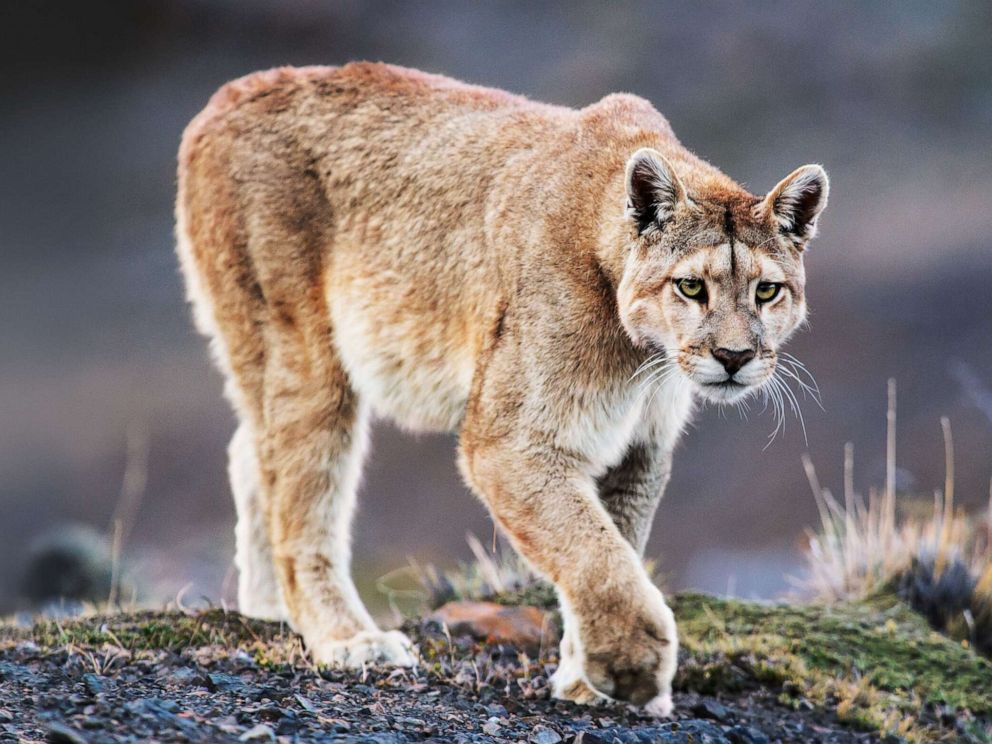 PHOTO: A Puma is pictured in the book Path of the Puma.