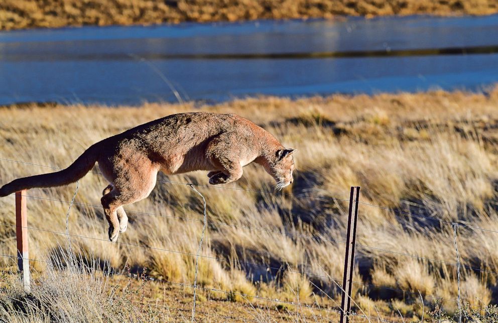 PHOTO: A Puma is pictured in the book "Path of the Puma." 