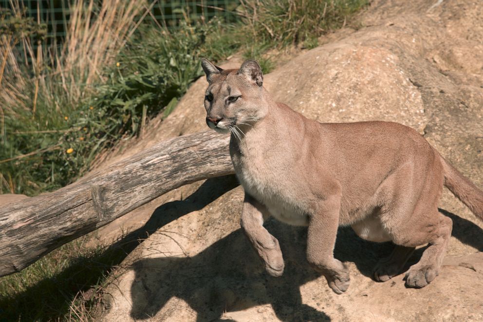 south american mountain lion