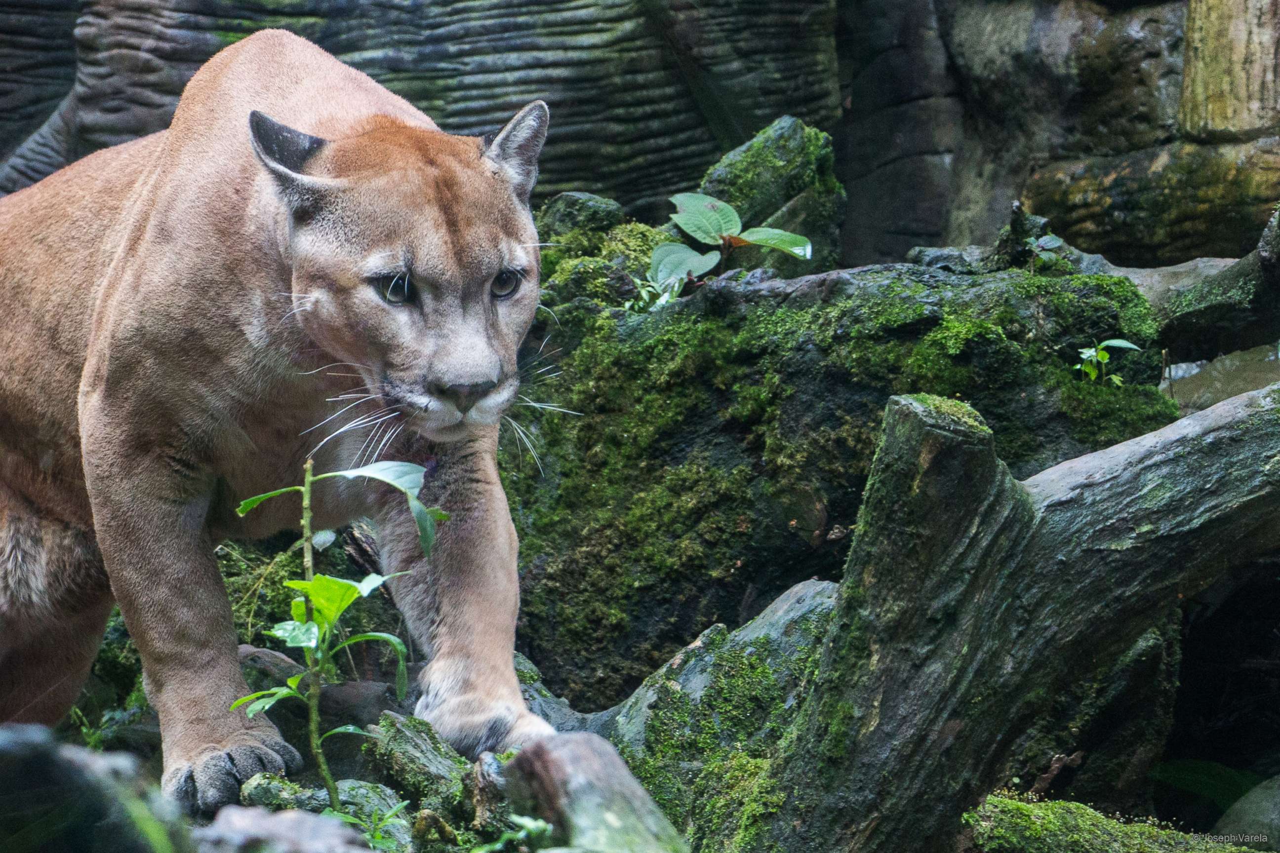 PHOTO: A stock photo of a puma. 