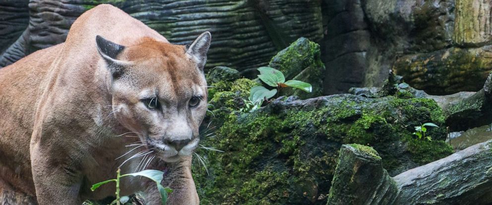 Encounters Between Humans And Mountain Lions Are Seemingly - 