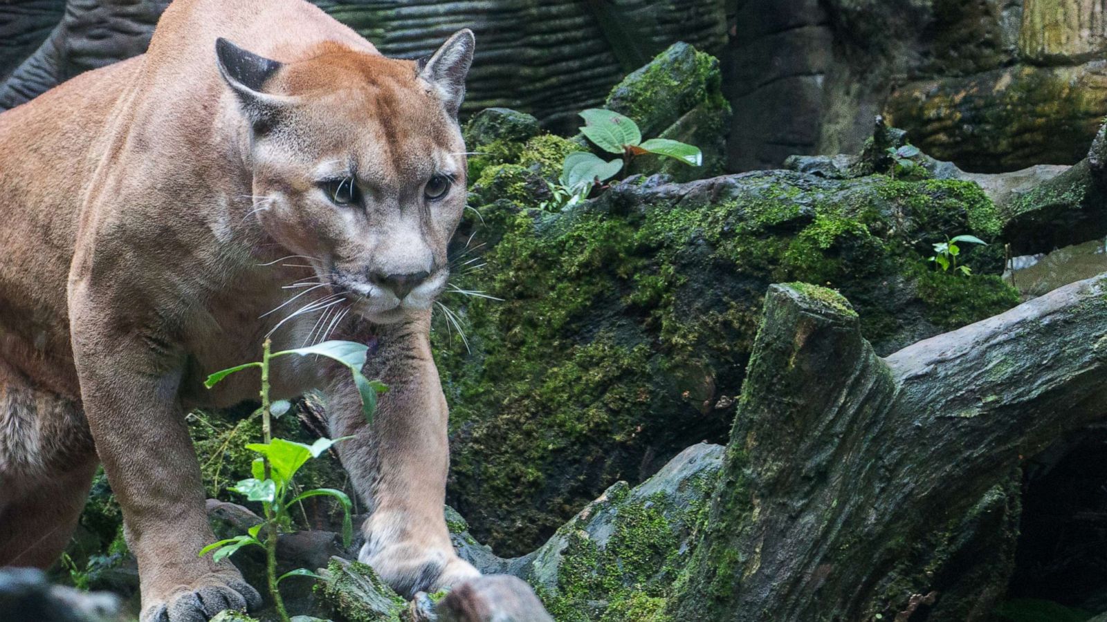 mountain puma