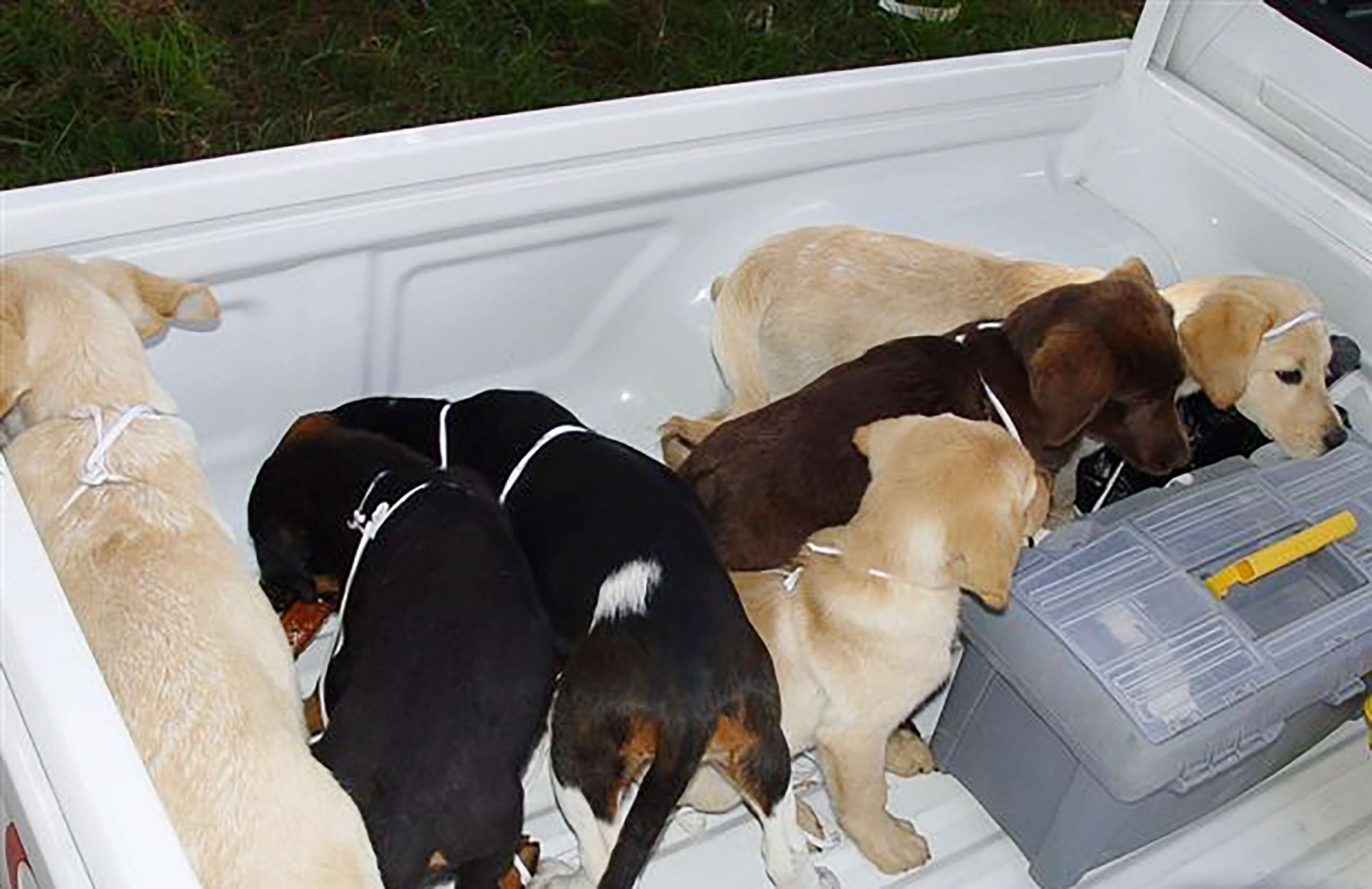 PHOTO: Several of the canine couriers were saved, according to the DEA.