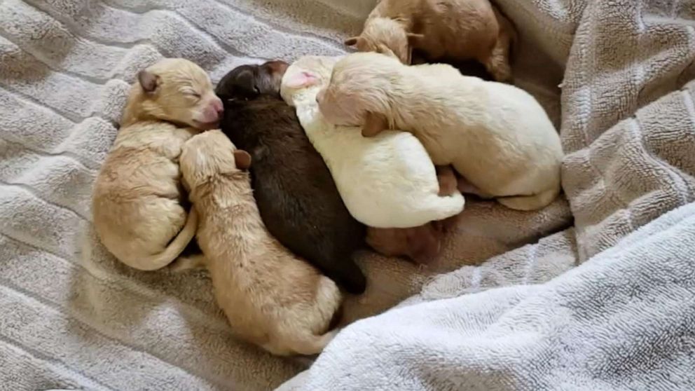 PHOTO: Seven puppies that were dropped into a dumpster in Coachella, Calif., on April 18, 2019, are seen in an undated video released by the Riverside County Animal Services.