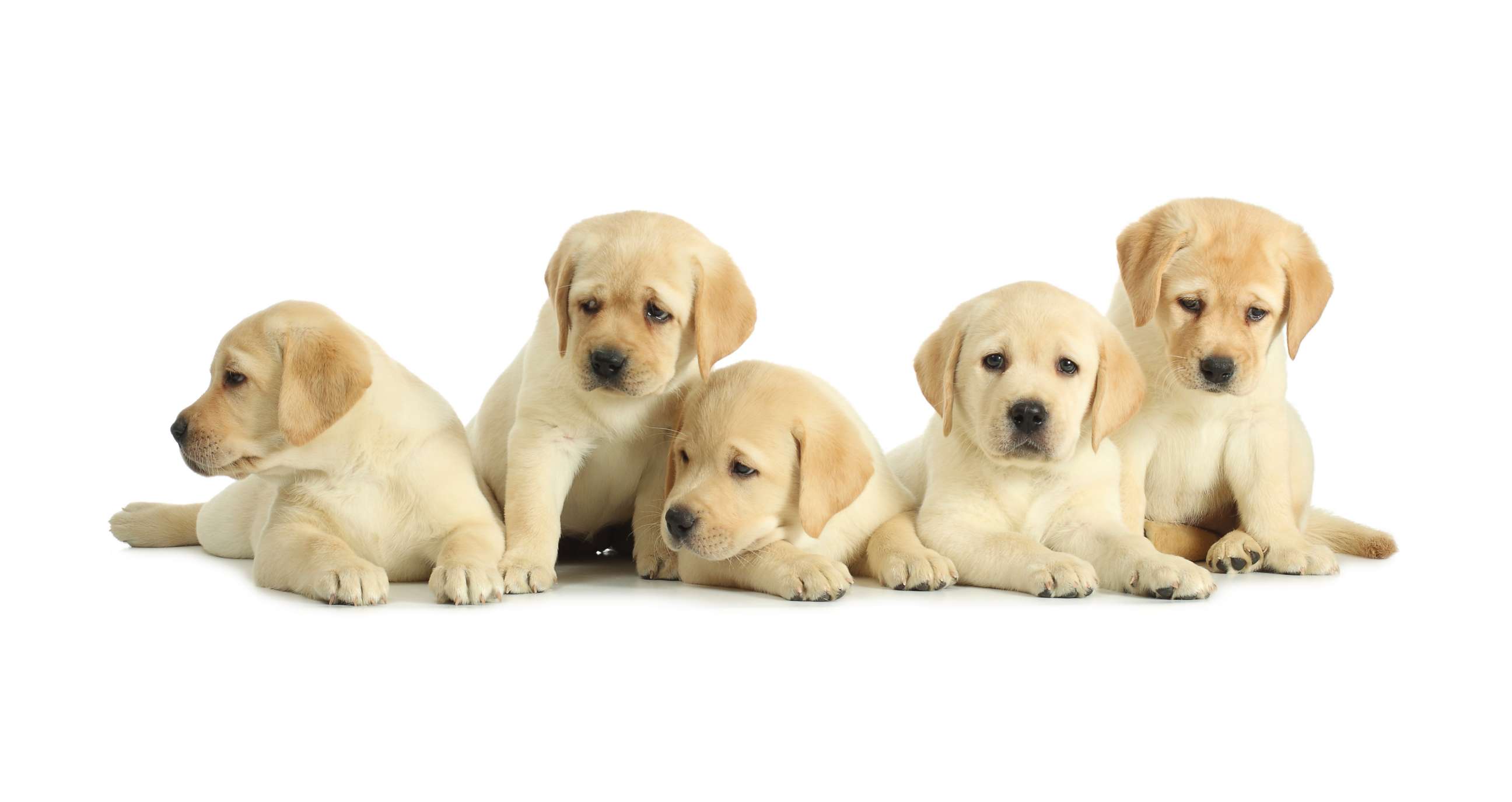 PHOTO: The Centers for Disease Control and Prevention said on Monday it is investigating an outbreak of campylobacter infections linked to contact with puppies sold through a national pet store chain.