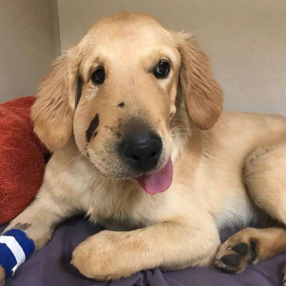 retriever puppy biting