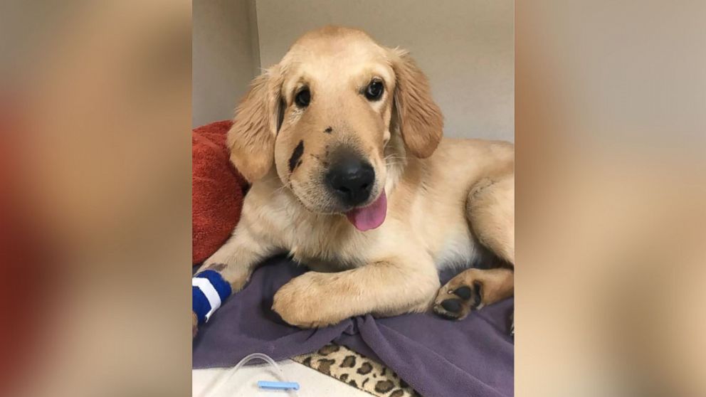 VIDEO: Paula Godwin was shielded from a snake bite while hiking with her golden retrievers, Todd and Cooper, in Arizona.
