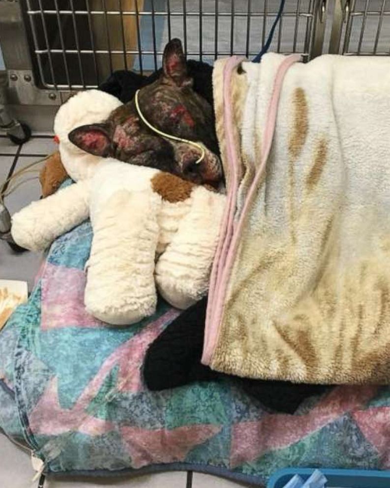 Virginia Governor Signs Tommie S Law Making Animal Cruelty A