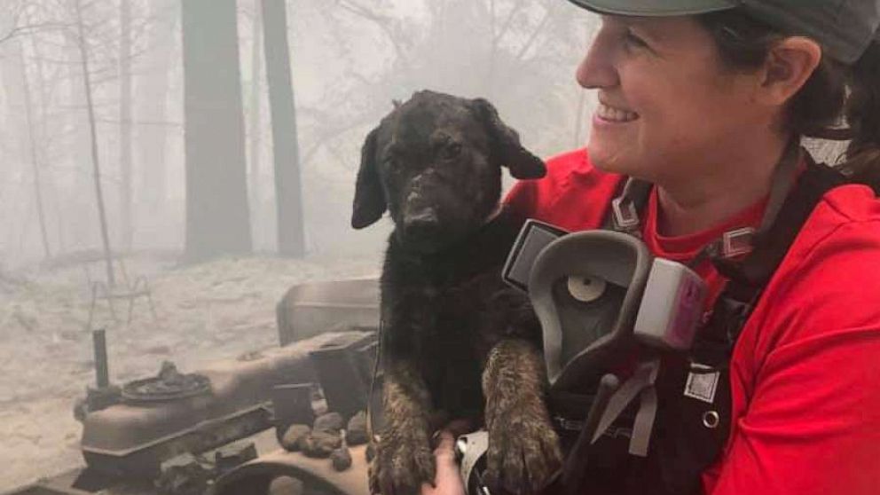 Adorable puppy, kitten with burnt paws rescued from wildfire rubble in ...