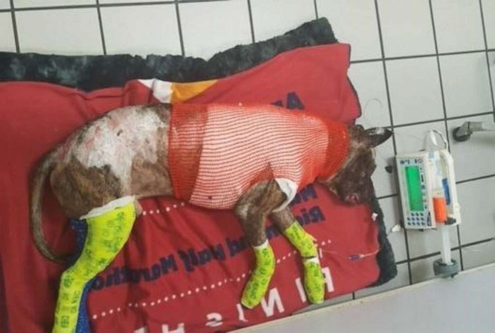 PHOTO:  A pit bull named Tommie was tied to a pole and set on fire in Richmond, Virginia, on February 10, 2019. The dog was rescued by Richmond Animal Care and Control but died five days later.