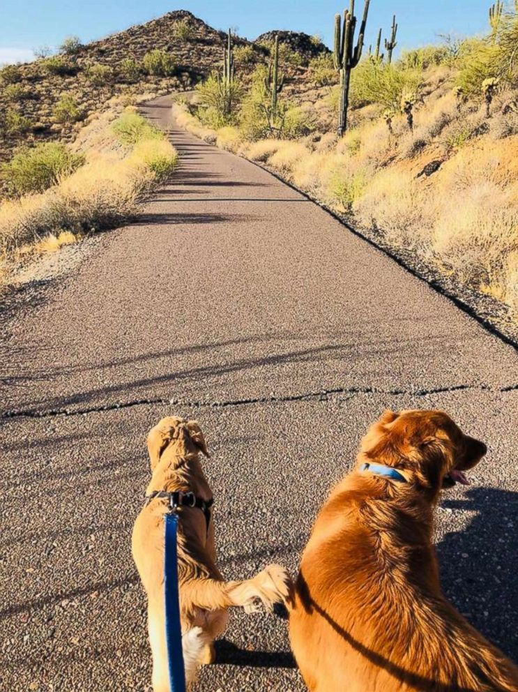 PHOTO: Todd, 6-month-old golden retriever was bitten by a rattlesnake during a walk with his owner on a trail in Anthem, Ariz., June 29, 2018. 