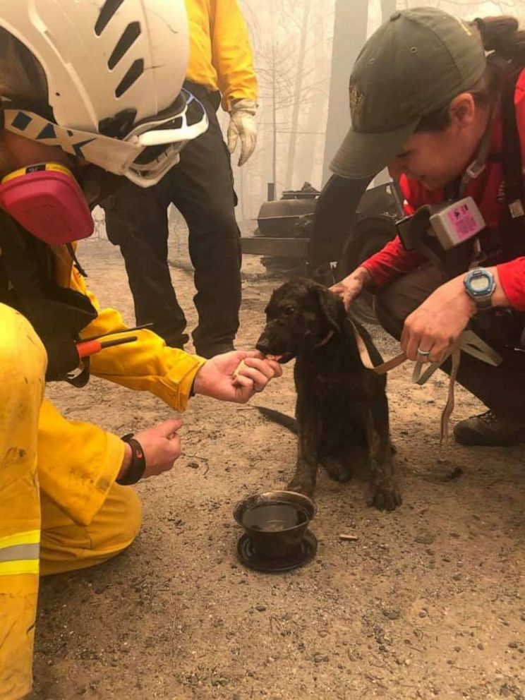 Adorable puppy, kitten with burnt paws rescued from wildfire rubble in  Northern California - ABC News