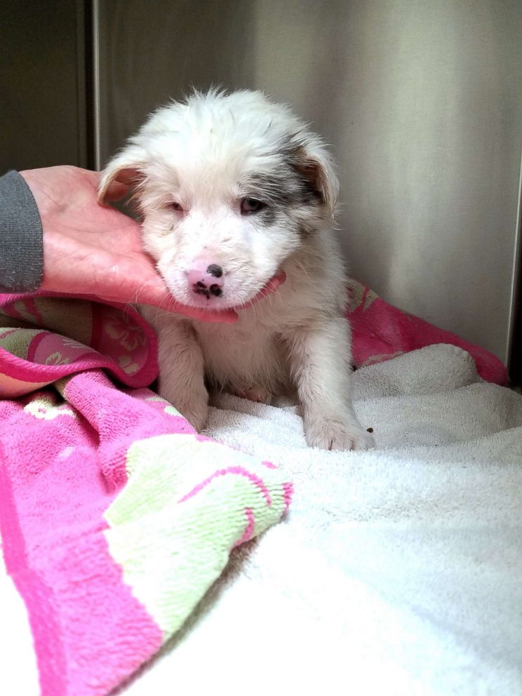 PHOTO: A puppy named Chapel is pictured at the Scott County Animal Shelter in Georgetown, Ky., Dec. 2018.