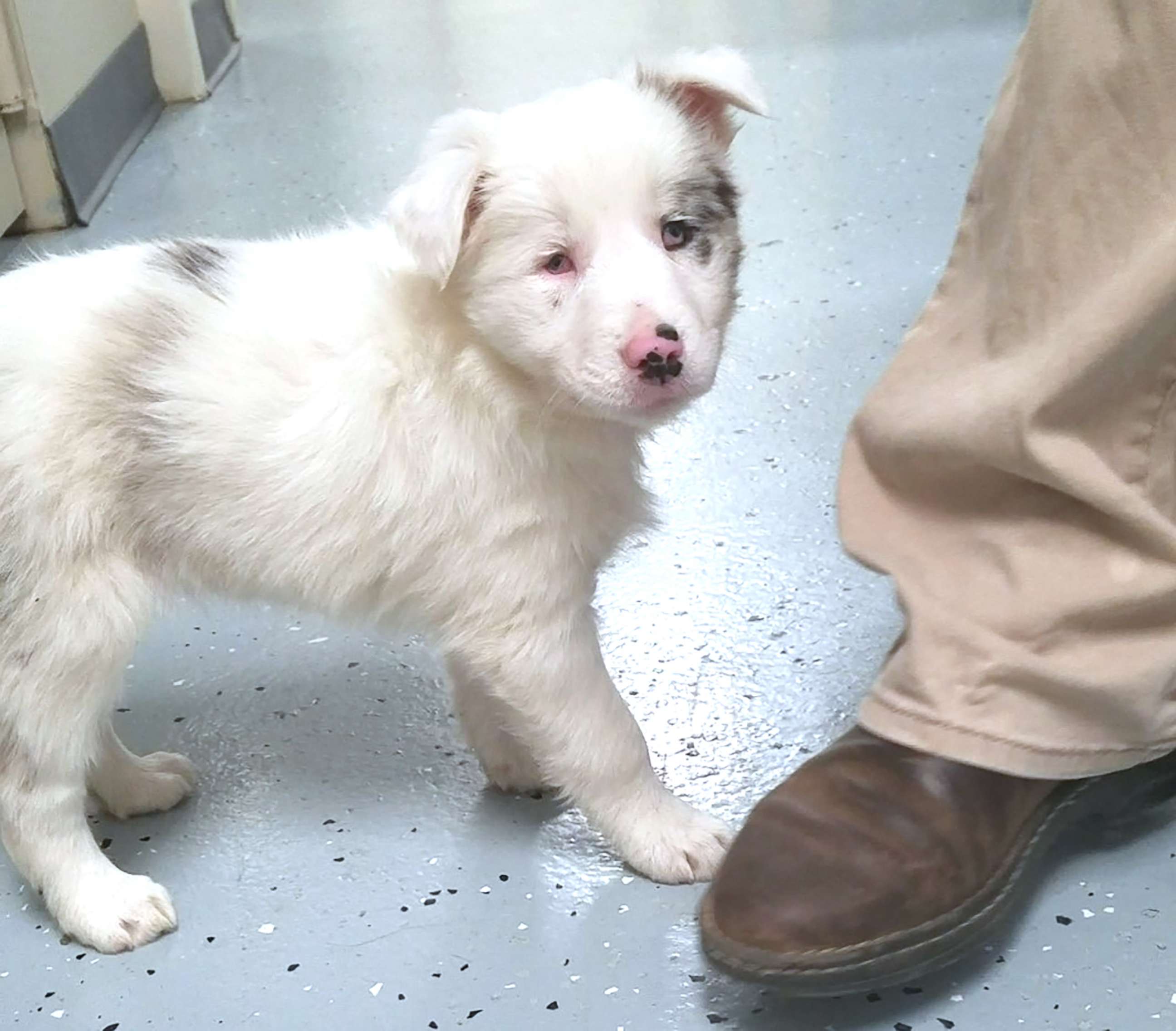 PHOTO: A puppy named Chapel is pictured at the Scott County Animal Shelter in Georgetown, Ky., Dec. 2018.