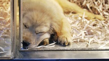 animal medicine store near me