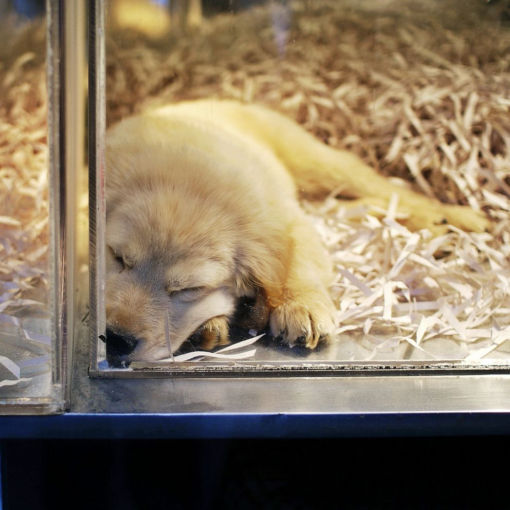 PHOTO: A puppy in pet shop window.