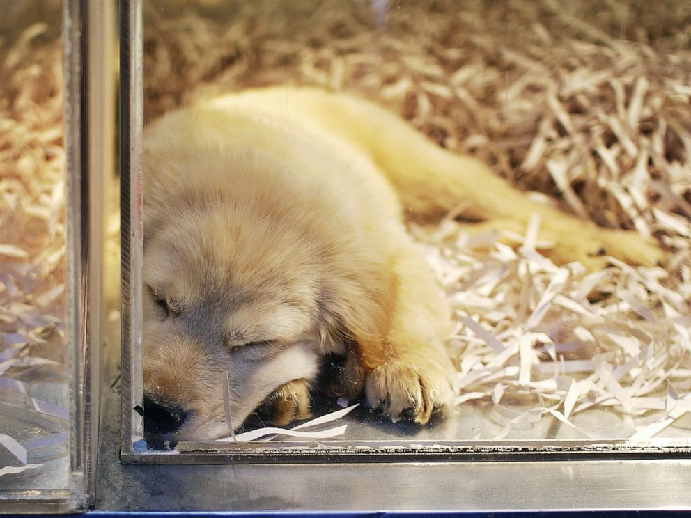 Score Familielid Wonder Outbreak of drug-resistant infection linked to pet store puppies, CDC says  - ABC News