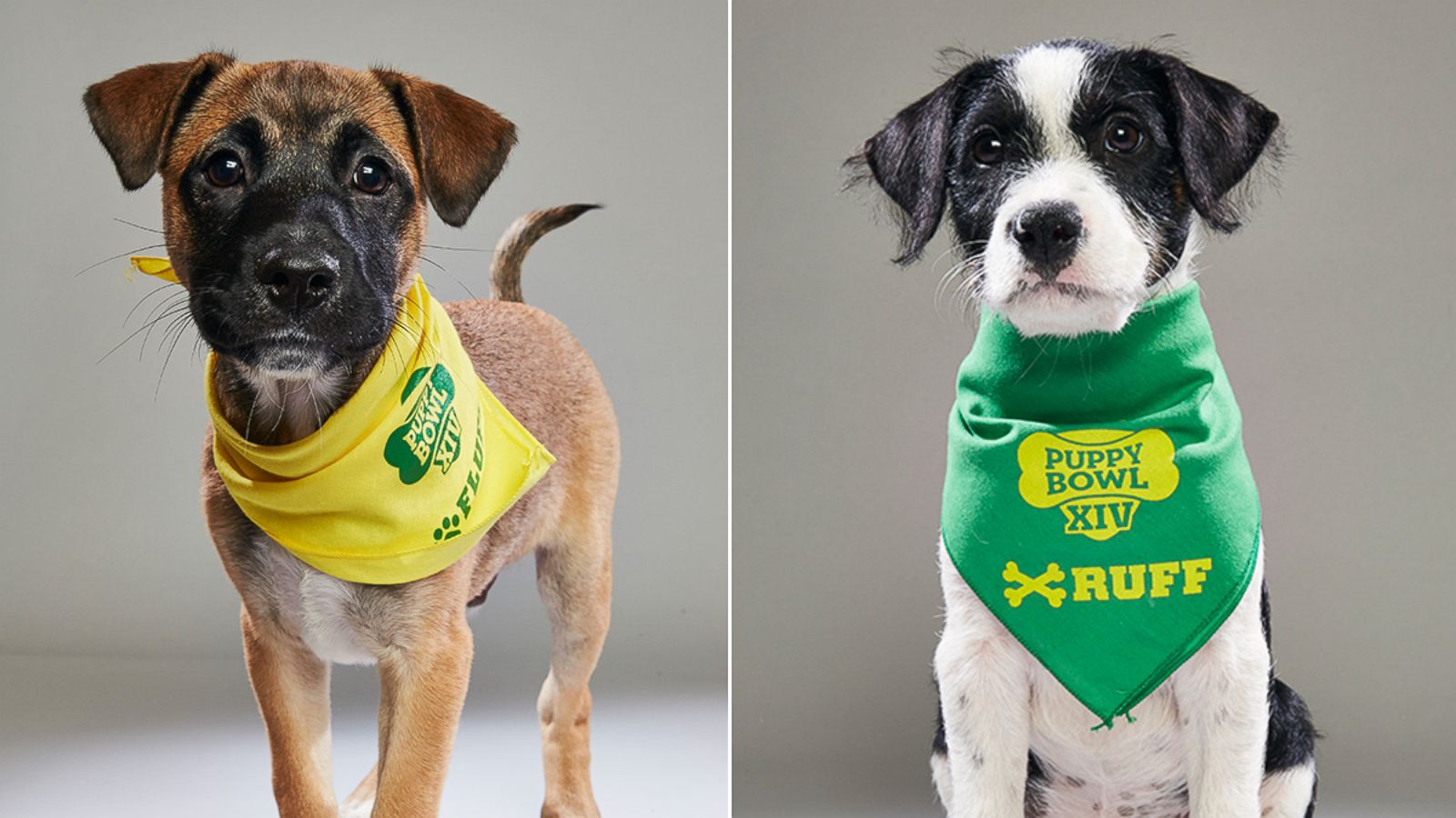 Puppy bowl 2019 store puppies