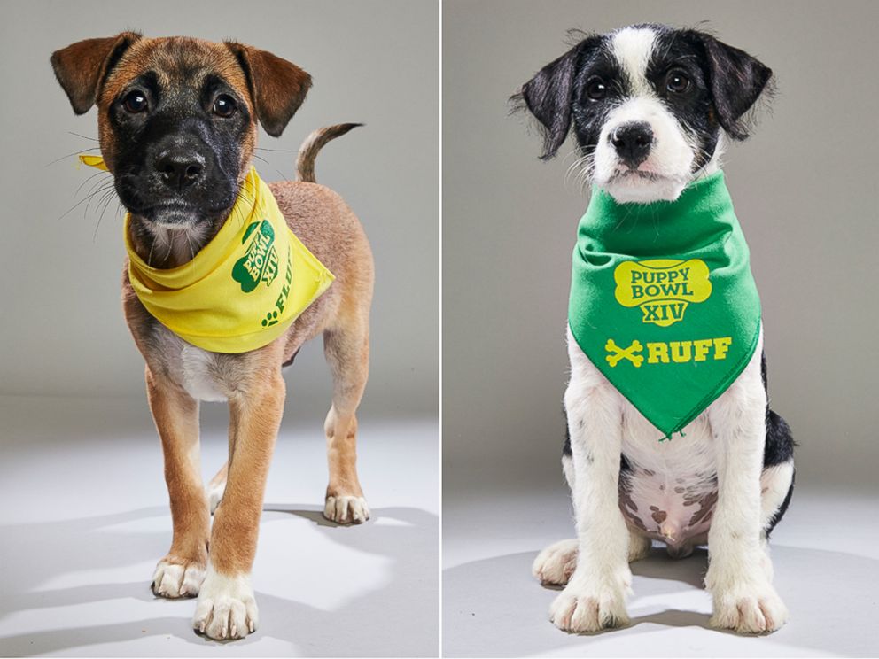 who won puppy bowl 2019