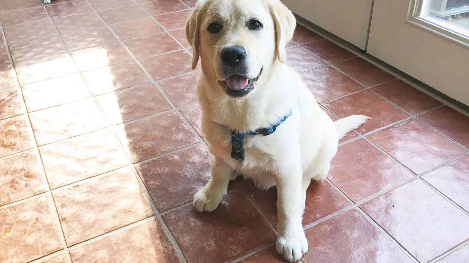7 month old yellow lab