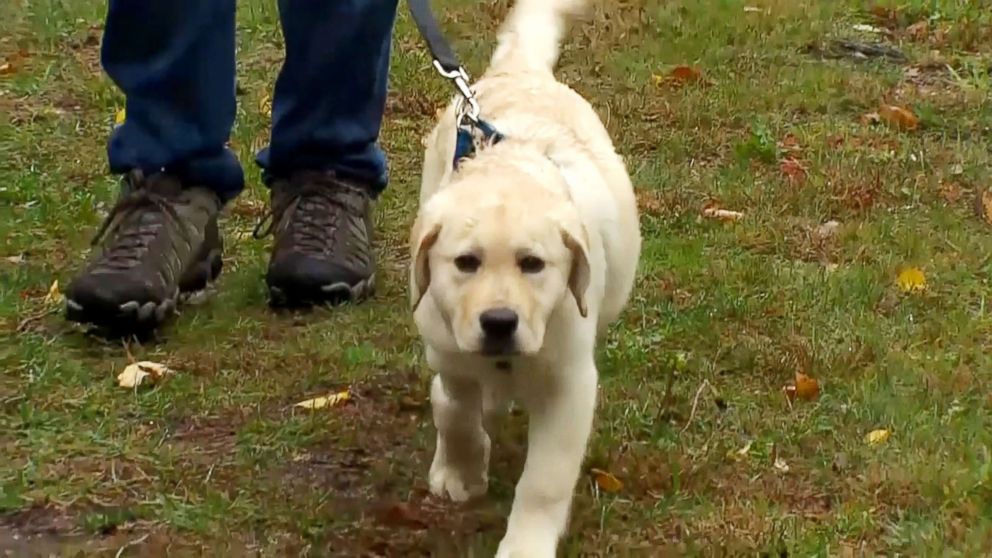 PHOTO: Peter Thibault brought his Labrador puppy to Bulger Veterinary Hospital in Andover, Massachusetts, when he said the dog fell ill after chewing on a cigarette box she found on the street. 