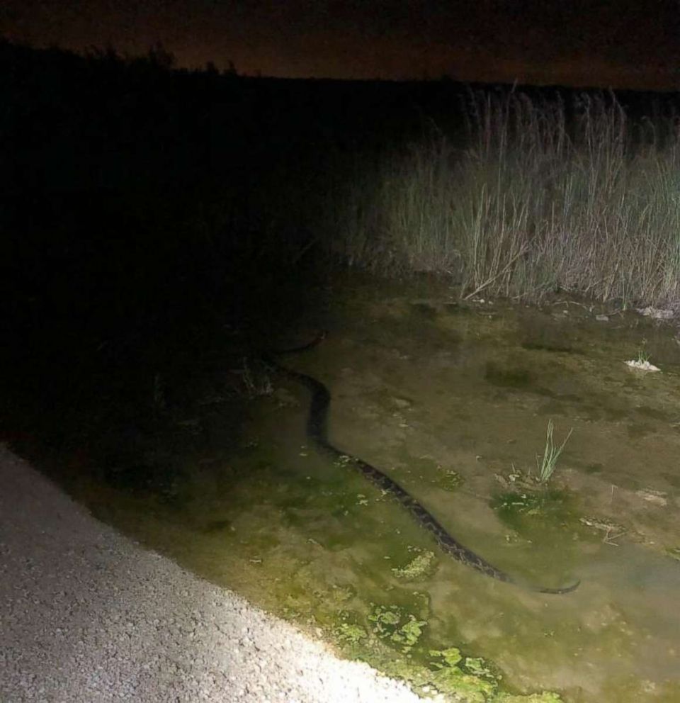 PHOTO: A 17.5 foot, 120 pound python was captured by a hunter in Miami-Dade County late into the night, Nov. 5, 2018. 
