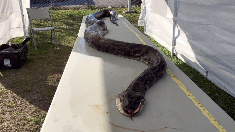 Python hunter Jason Leon set a record for the South Florida Water Management Department's Python Elimination Program with this 17-foot-1-inch Burmese python that he brought to the District's Homestead Field Station, Dec. 4, 2017.