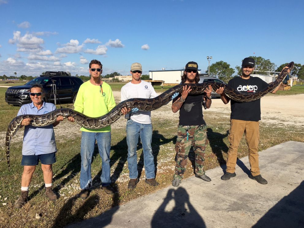 PHOTO: Python hunter Jason Leon set a record for the South Florida Water Management Department's Python Elimination Program with this 17-foot-1-inch Burmese python that he brought to the District's Homestead Field Station, Dec. 4, 2017.