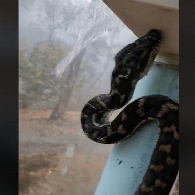 Snake catchers in Florida found a monstrous Burmese python hiding in the Everglades, stretching more than 18 feet in length and weighing 104 pounds, marking a new state record.