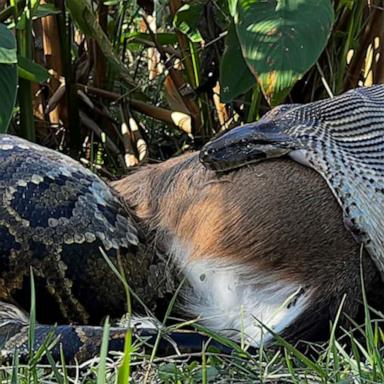 The scale at which the Burmese python is able to decimate the native wildlife population in South Florida is continuing to astonish biologists.