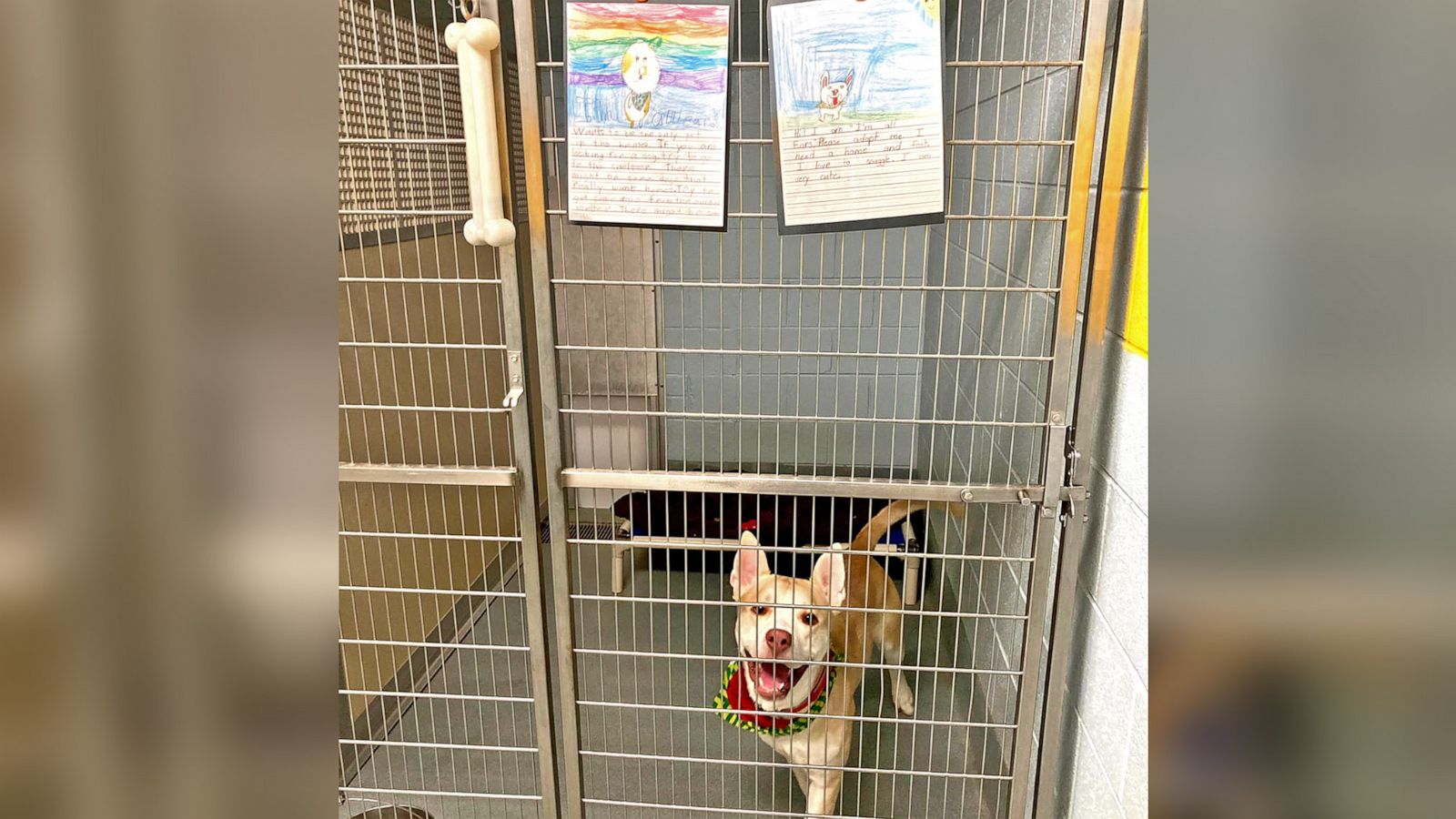 PHOTO: "I'm All Ears" is one of the 24 dogs for which students wrote notes and drew illustrations to help with pet adoptions.