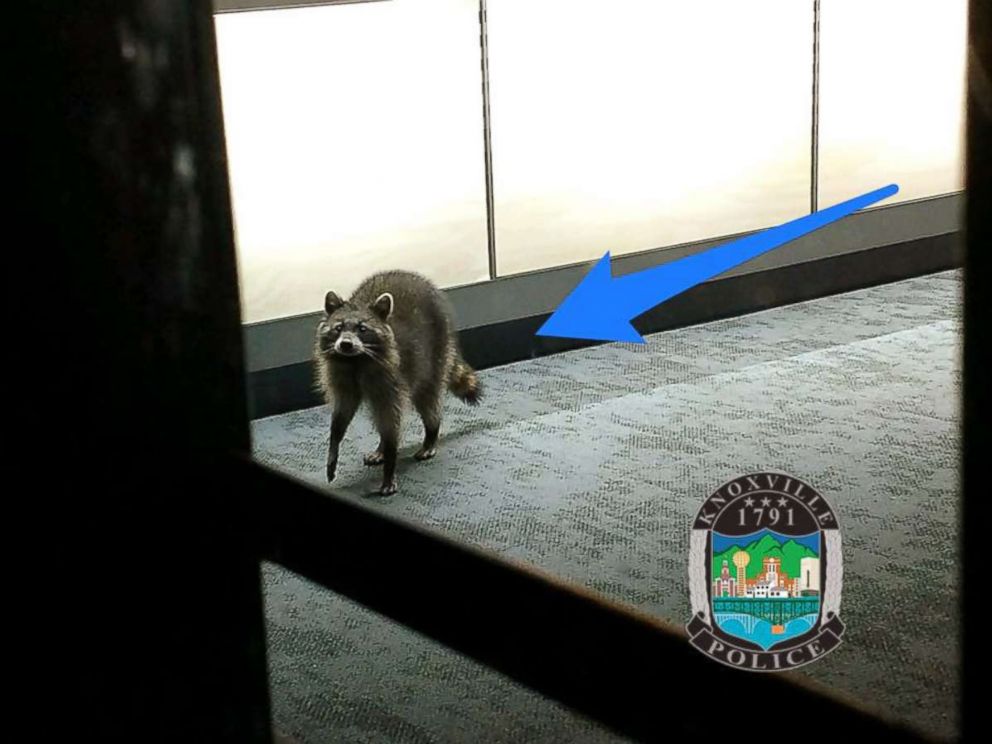 PHOTO: A reported intruder in a phone store had a tail and four legs.