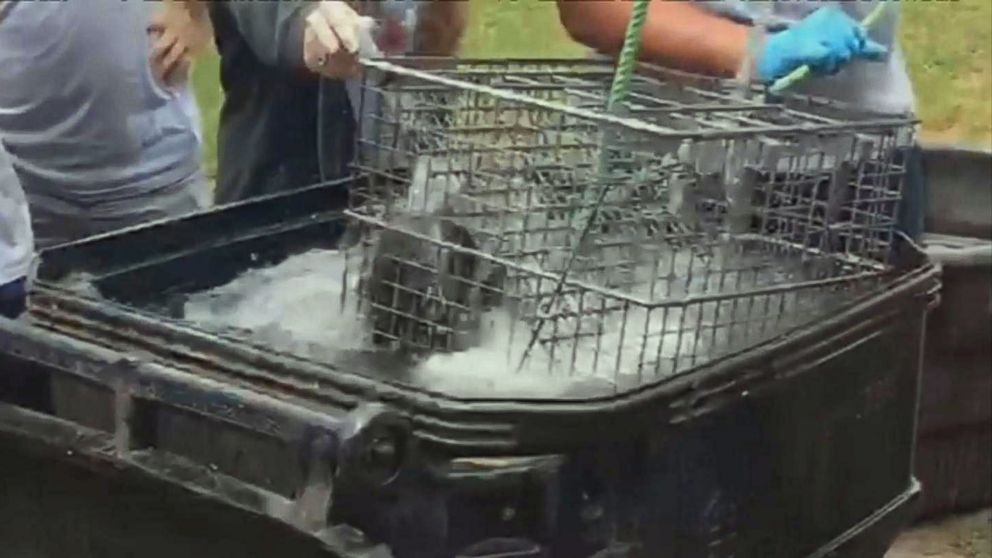 Students at Forest High School in Marion County, Fla., recorded video purporting to show raccoons being drowned in front of an agricultural science class.