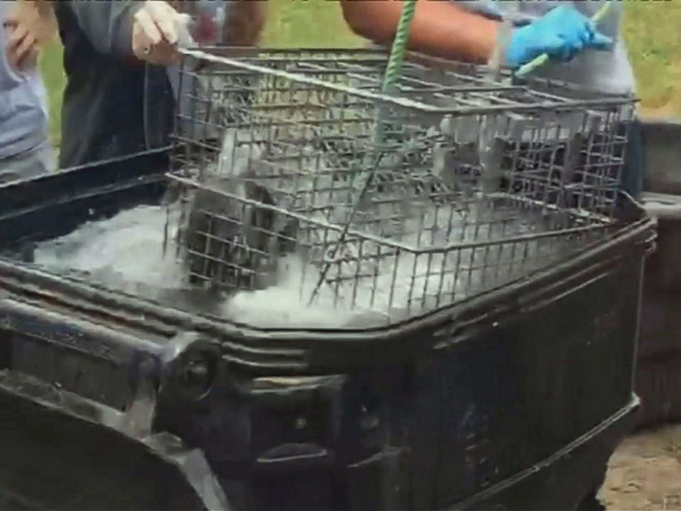 PHOTO: Students at Forest High School in Marion County, Fla., recorded video purporting to show raccoons being drowned in front of an agricultural science class.