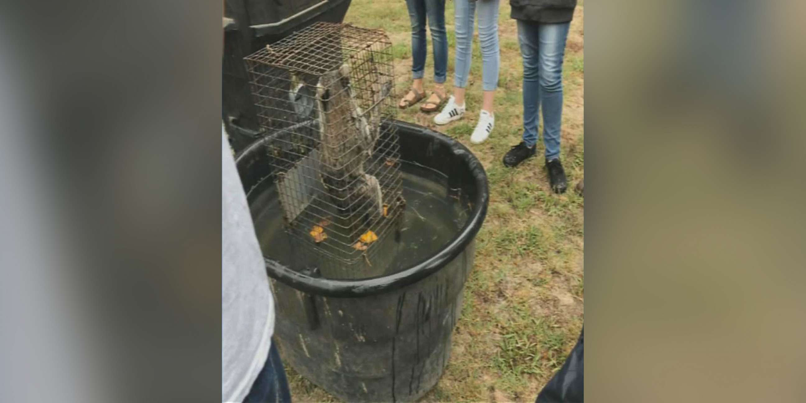 PHOTO: Students at Forest High School in Marion County, Fla., recorded video purporting to show raccoons being drowned in front of an agricultural science class.