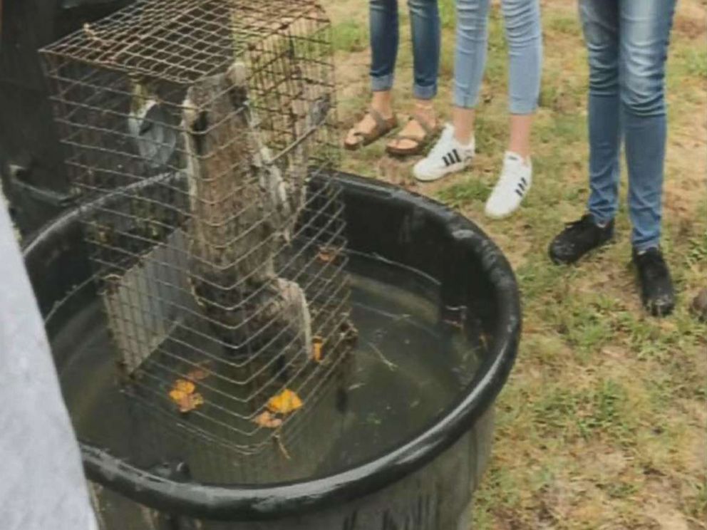 PHOTO: Students at Forest High School in Marion County, Fla., recorded video purporting to show raccoons being drowned in front of an agricultural science class.