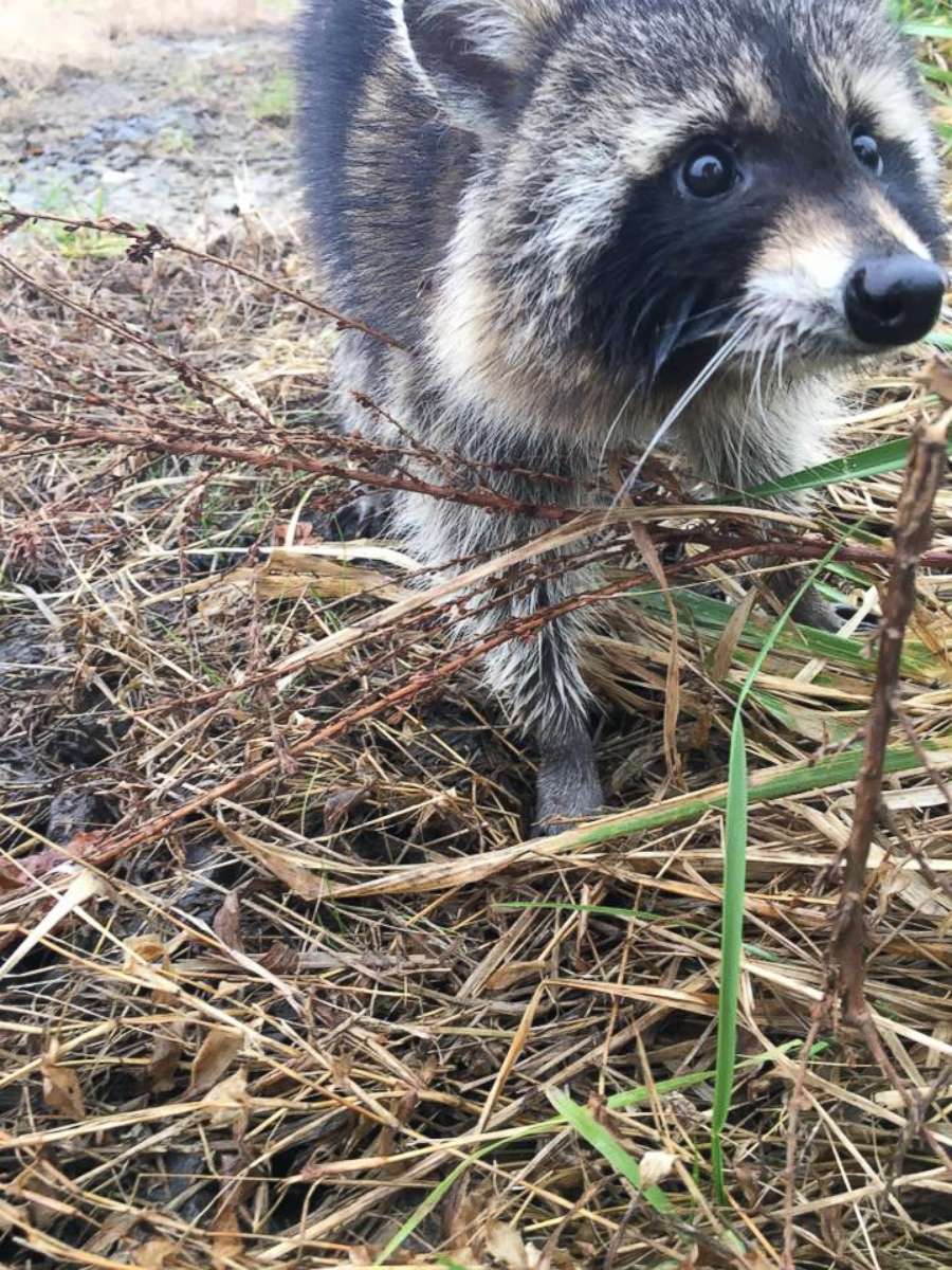 PHOTO: Rabid raccoons that are believed to be drunk on crabapples have been captured by police in Milton, W.V. and returned to the woods, Nov. 12, 2018. 