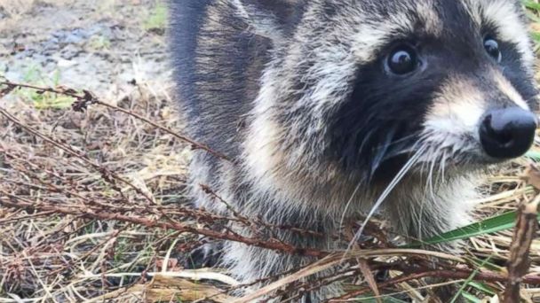 'Rabid' raccoons turn out to be drunk on fermented crabapples - ABC News