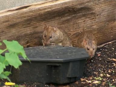 Rats! NYC takes novel approach to controlling vermin problem