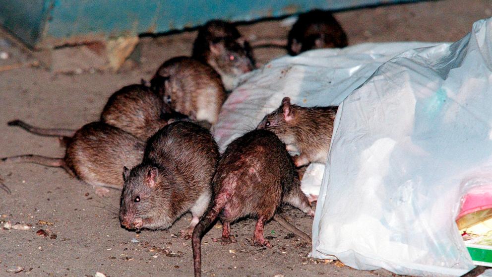 The NYC Department of Health and Mental Hygiene has released a health advisory about human leptospirosis -- an infection that is associated to exposure to rat urine.