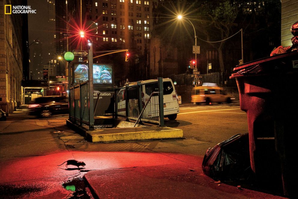 PHOTO: Adaptable and smart, rats of several species have evolved to thrive in major cities-yet the sight of a rat scurrying across West Broadway can make even the most hardened urbanite jump.