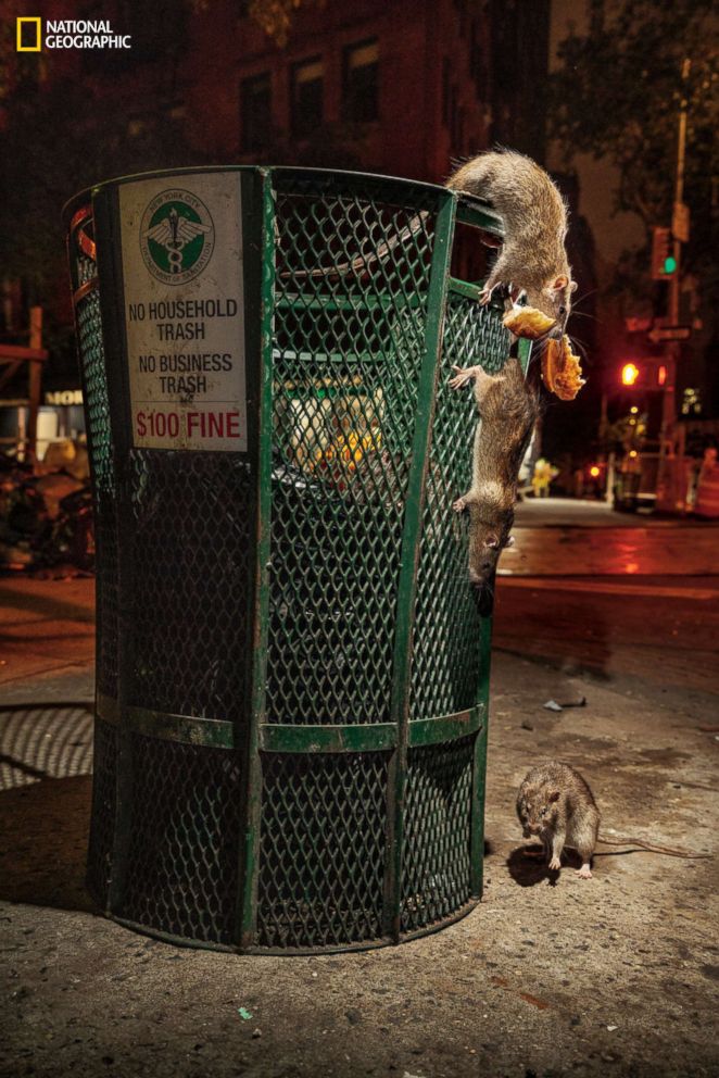 PHOTO: Rats raid a trash can in lower Manhattan's Tribeca neighborhood. New Yorkers with uptown and downtown addresses dump enough trash on the streets for rats to be able to live out their lives less than 150 feet from where they were born.