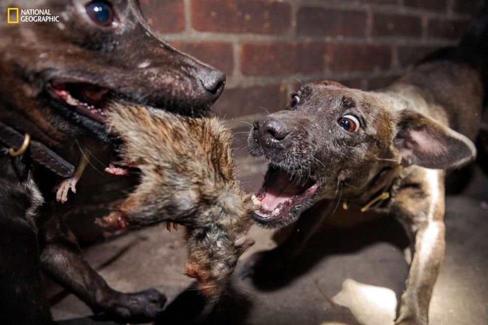PHOTO: Specially trained Patterdale terriers- an alternative to poisons that can endanger birds-kill rats in the Adams Morgan neighborhood of the nation's capital. 