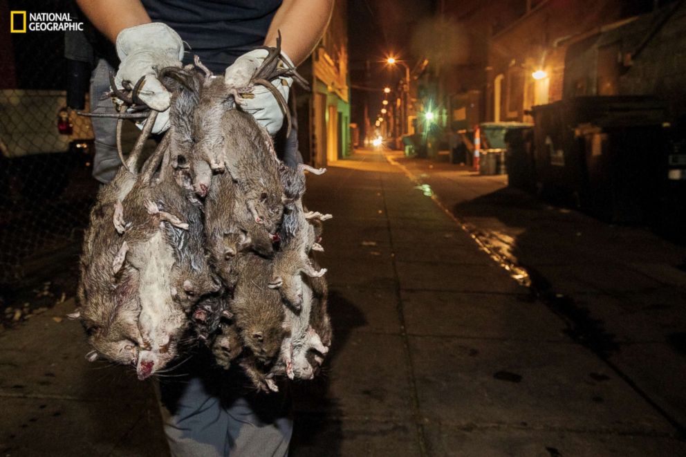 PHOTO: A bundle of dead rats is the result of an hour of work for terriers named Raptor, Hula, Derby, and Minx; the dogs killed 31 rats that night. 