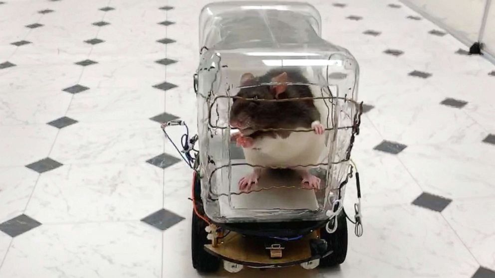 PHOTO: VIDEO: Rodents get behind the wheel