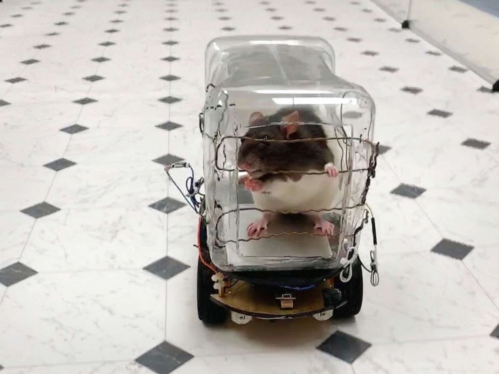 PHOTO: A lab rat drives the "RatCar," Oct. 1, 2019, in Richmond, Va. Scientists report successfully training the rodents to drive tiny cars in exchange for tasty bits of Froot Loops cereal, and found that learning the task lowered their stress levels.