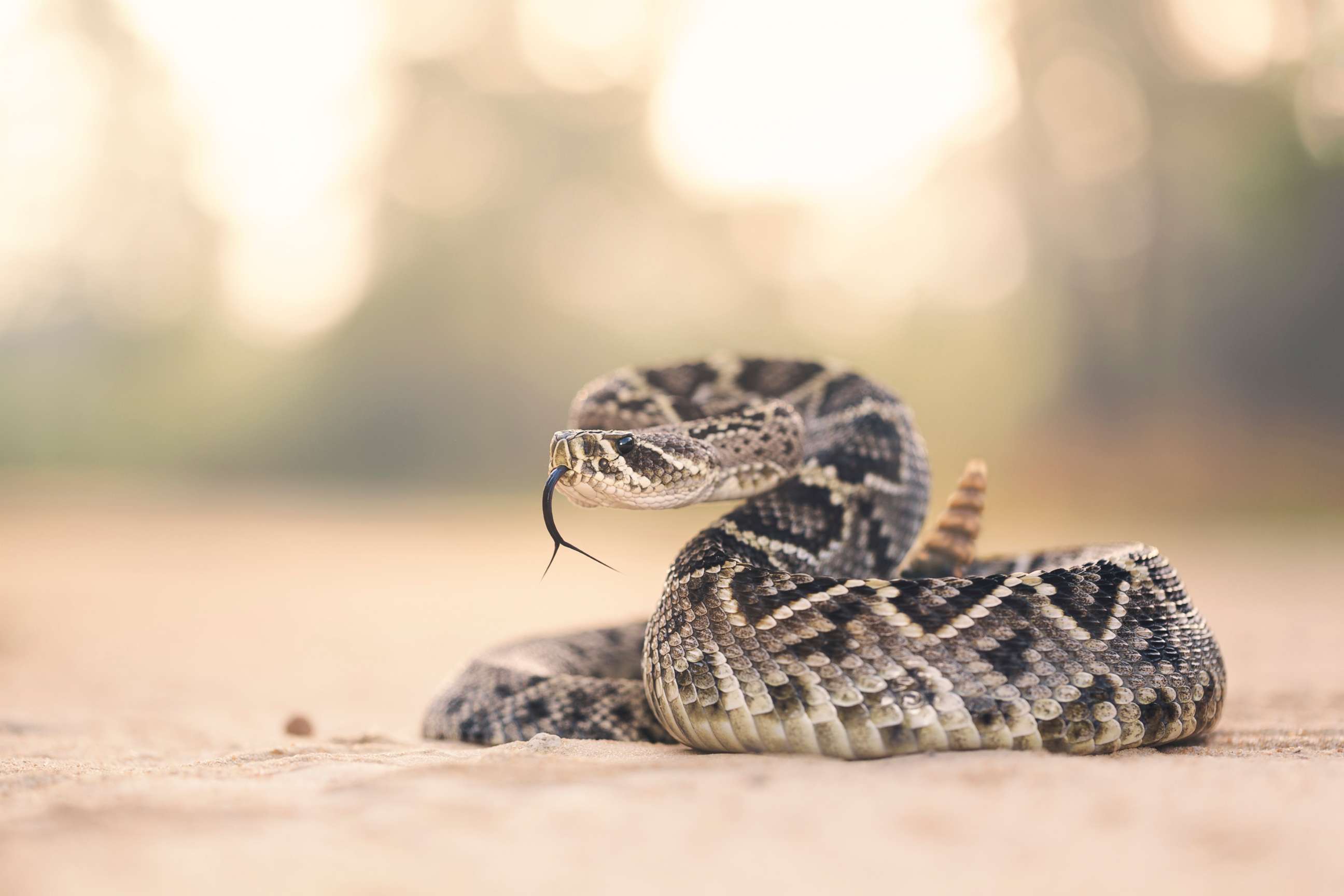 PHOTO: An Eastern Diamondback Rattlesnake assumes a defensive position when disturbed crossing a sand road in Florida.