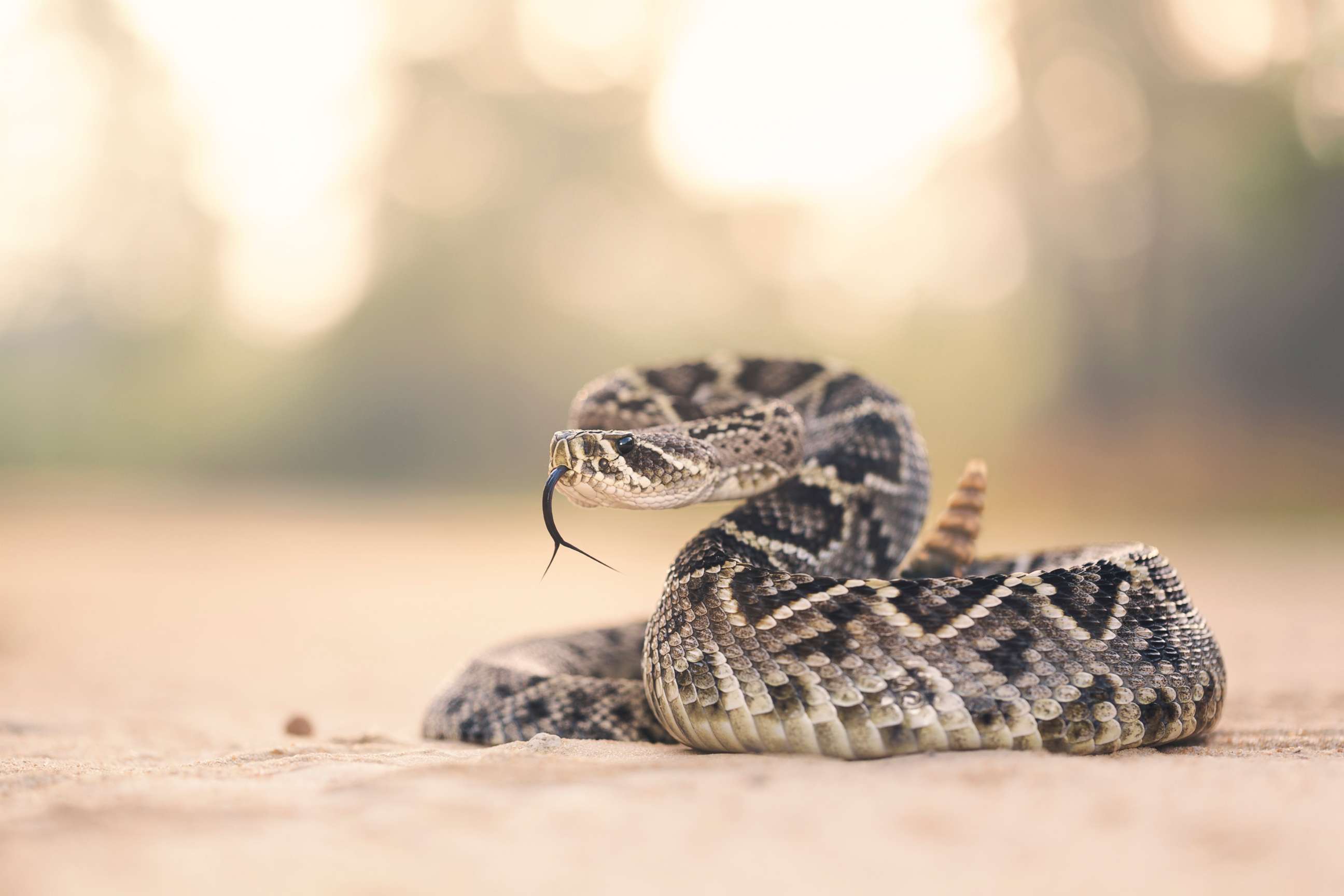 Snake bites are on the rise in US