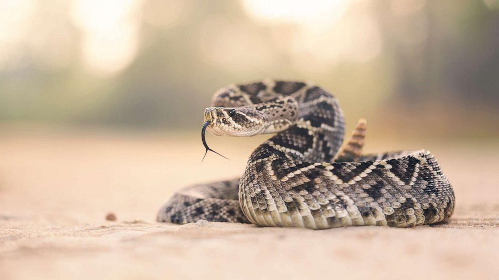 PHOTO: An Eastern Diamondback Rattlesnake assumes a defensive position when disturbed crossing a sand road in Florida.