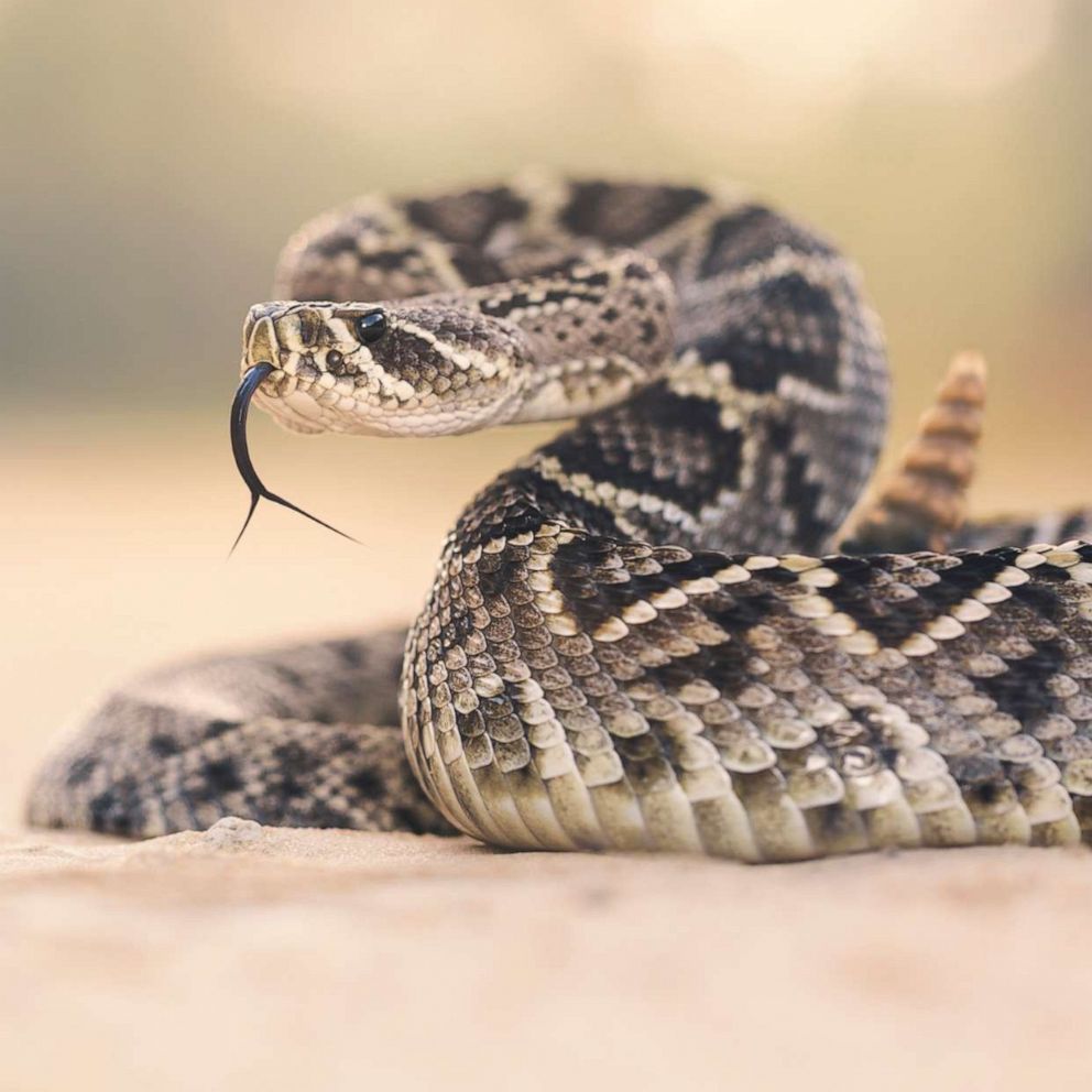 how long does it take to die from rattlesnake bite